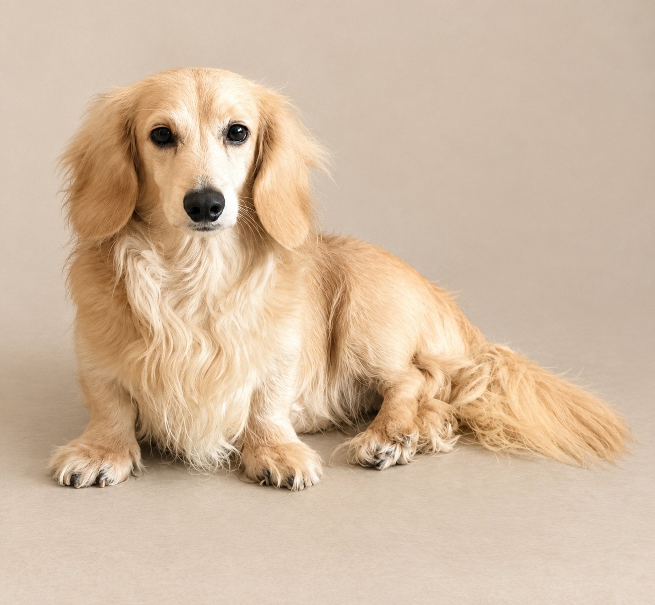 Prachtige langharige creme dekreu, Reu, Eén hond, CDV (hondenziekte), 3 tot 5 jaar