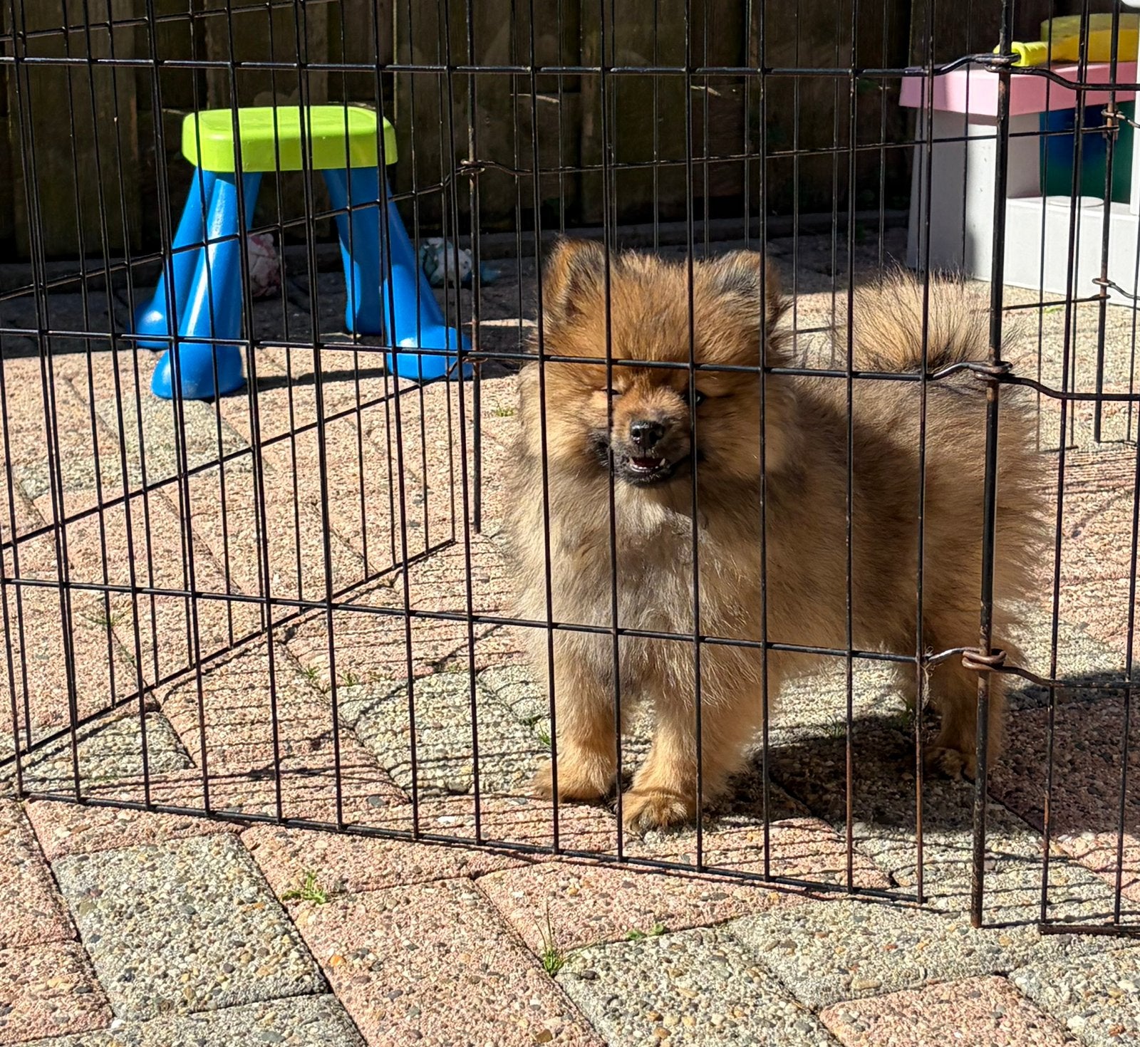 Nog 1 Pomeriaan / pomeranian pup, Keeshond, CDV (hondenziekte), 8 tot 15 weken, Meerdere