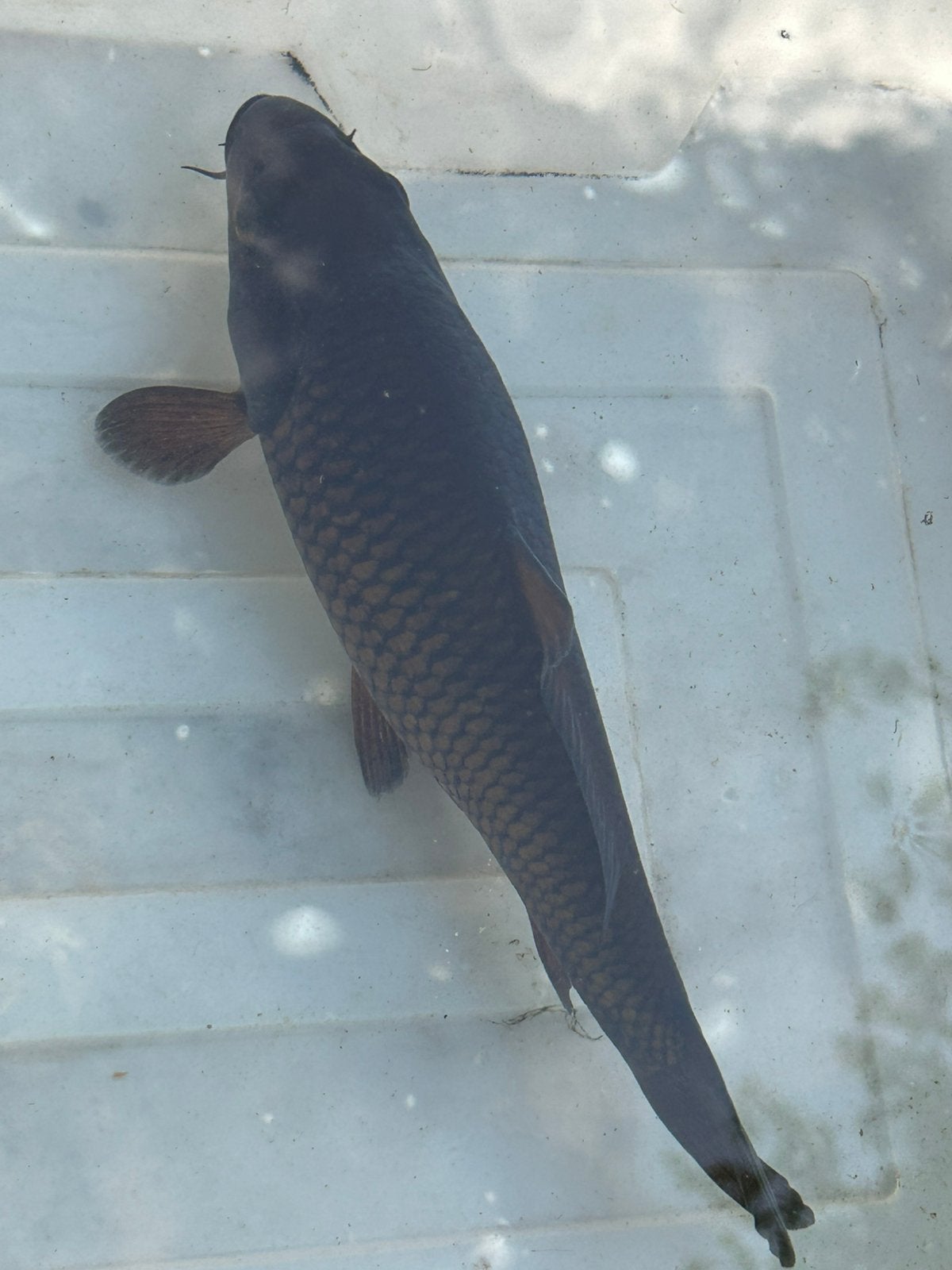 Koi karper 20 cm  zie ook andere advertenties, Karper of Koi