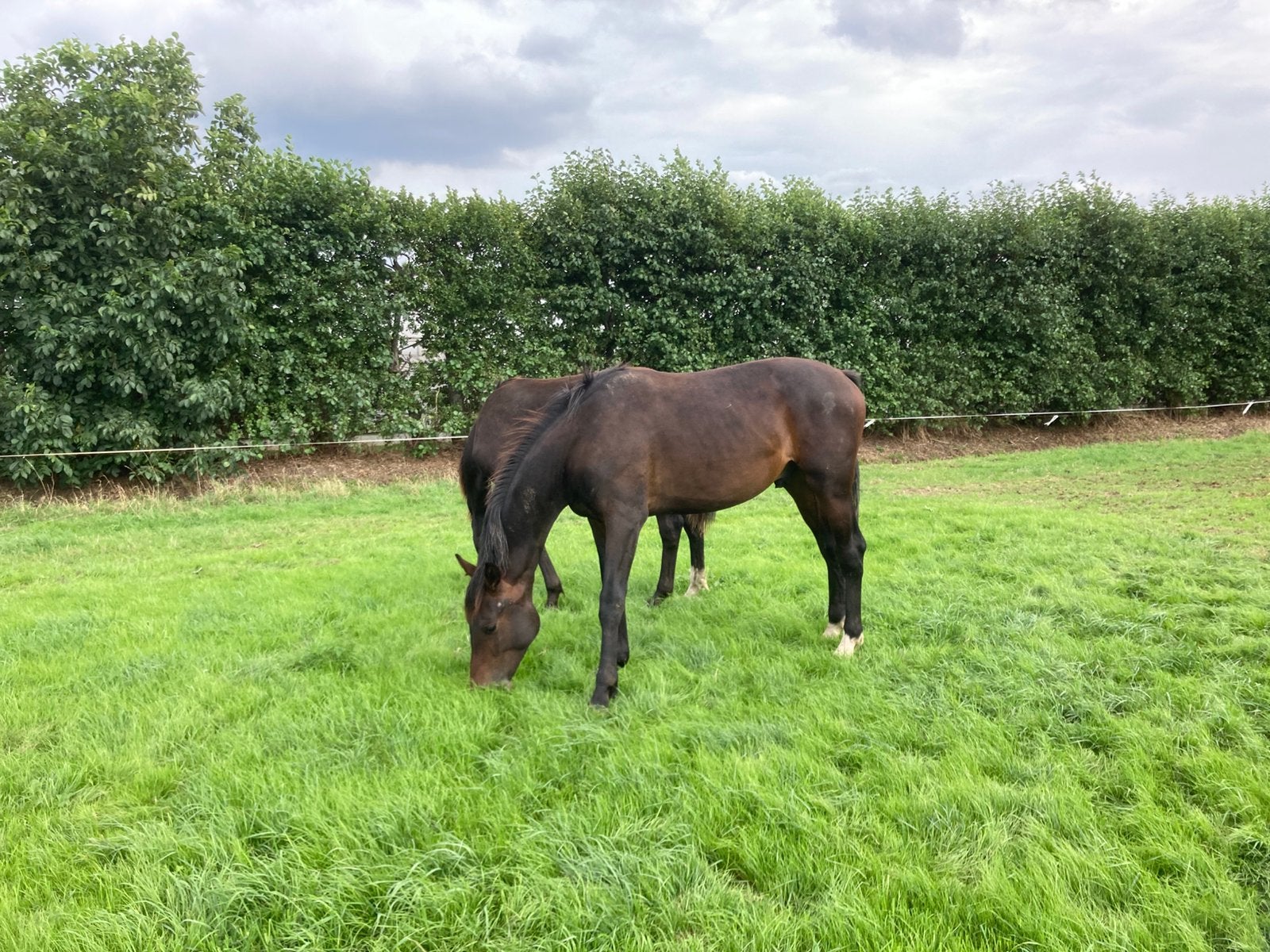 Jaarlinghengsten, Dieren en Toebehoren, Merrie, 0 tot 2 jaar