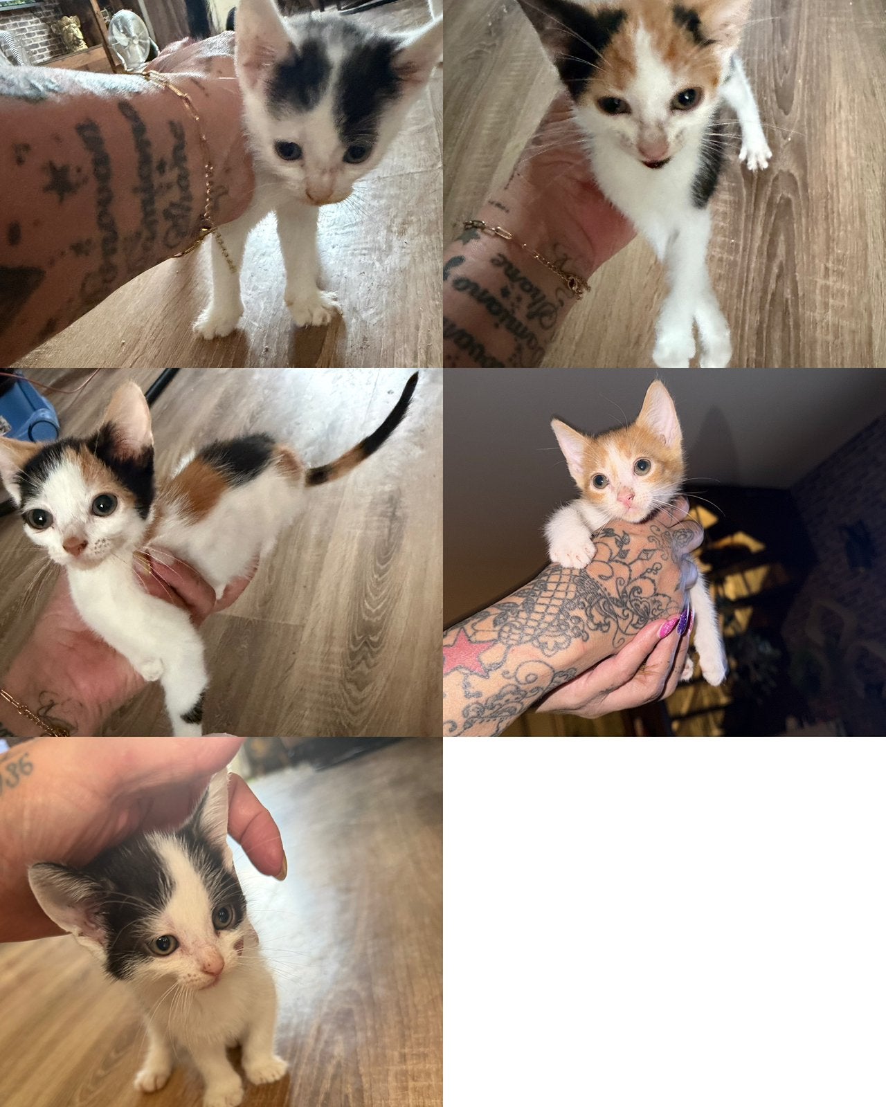 Lieve kittens, Meerdere dieren