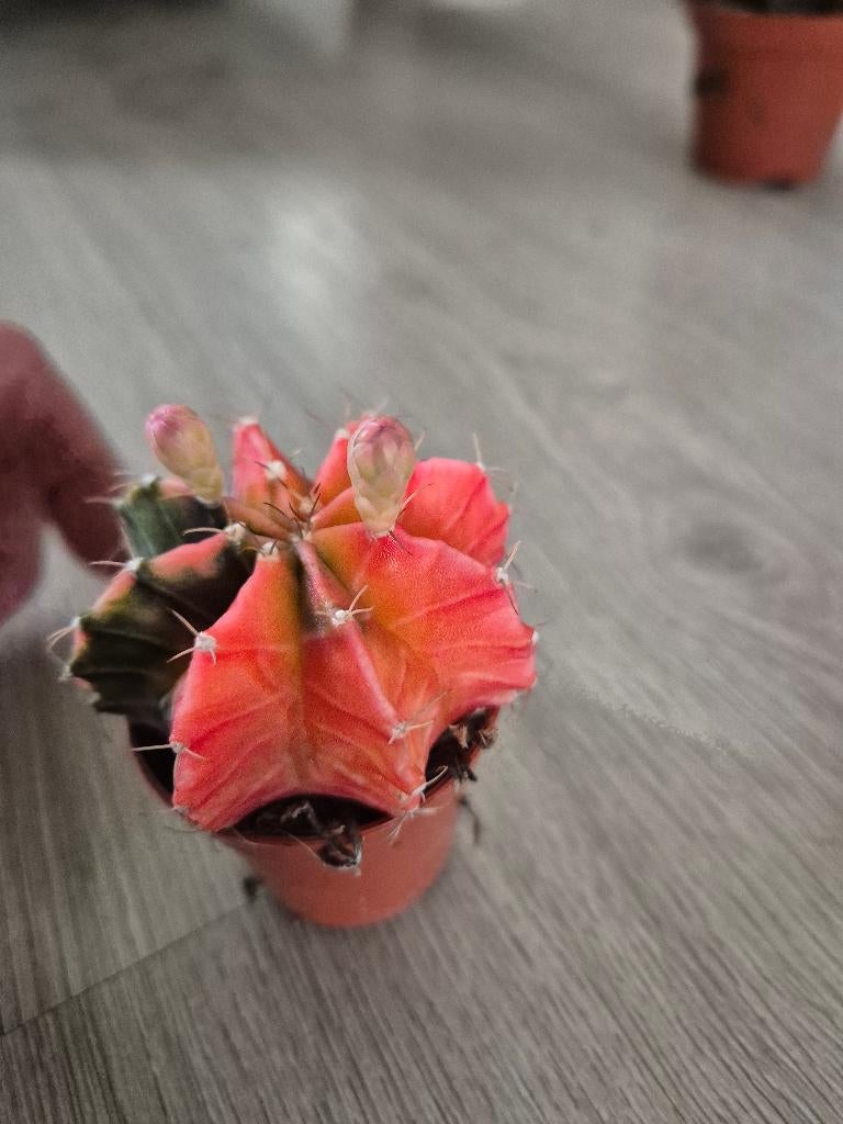 Gymnocalycium mihanovichii variegata roze groen, Ophalen of Verzenden, Halfschaduw, Minder dan 100 cm