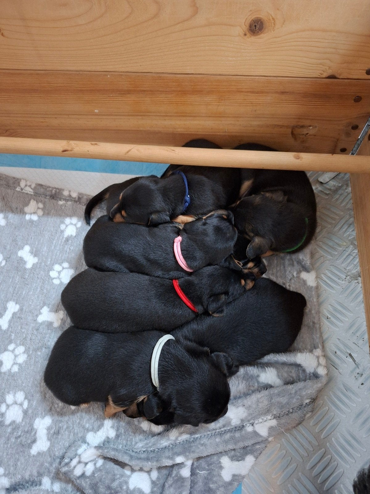 Jack russel black en tan pups, Dieren en Toebehoren, 8 tot 15 weken, Korthaar, Dwerg, Meerdere