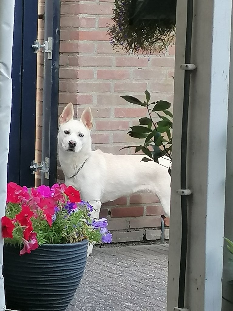 Hond, Dieren en Toebehoren, Honden | Niet-rashonden, Teef, Parvo, Eén hond, Nederland