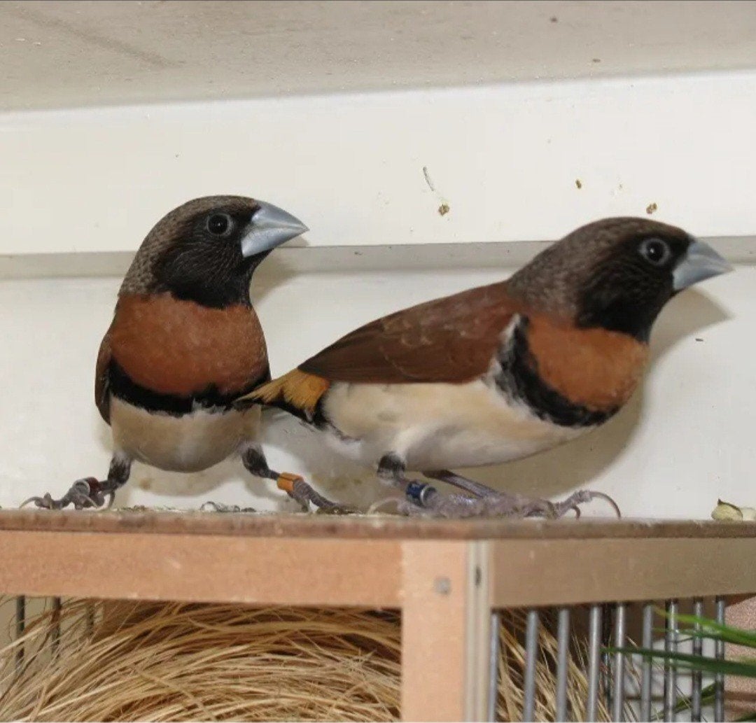 koppeltje bruinborstrietvinken, Meerdere dieren, Geringd