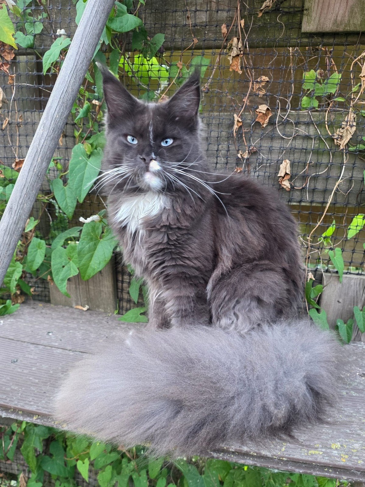 Maine coon poes met stamboom, Poes, Met stamboom