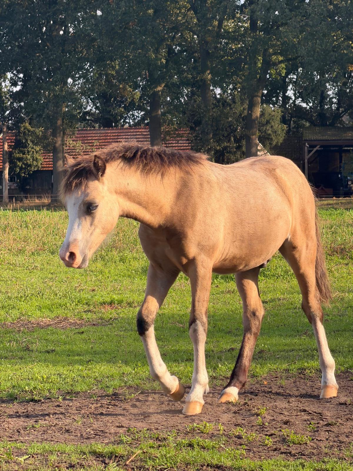 Welsh a pony hengst, Hengst, Onbeleerd, A pony (tot 1.17m), 0 tot 2 jaar