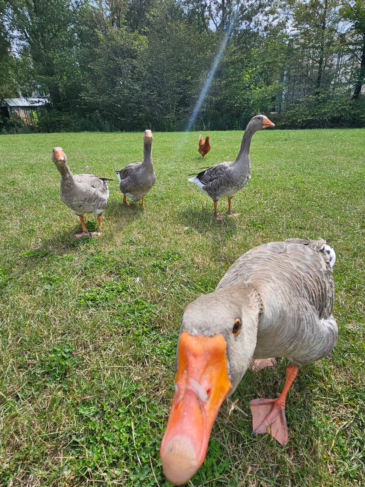 set grauwe ganzen man en vrouw, Dieren en Toebehoren, Pluimvee, Meerdere dieren, Gans of Zwaan