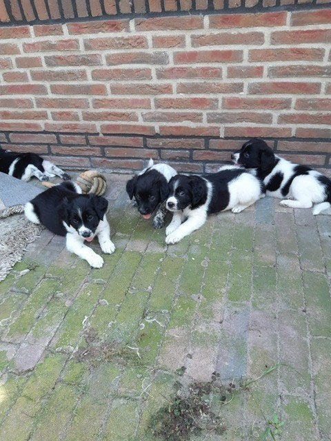 leuke friese stabij pups, 8 tot 15 weken, Parvo, Meerdere dieren, Eén hond