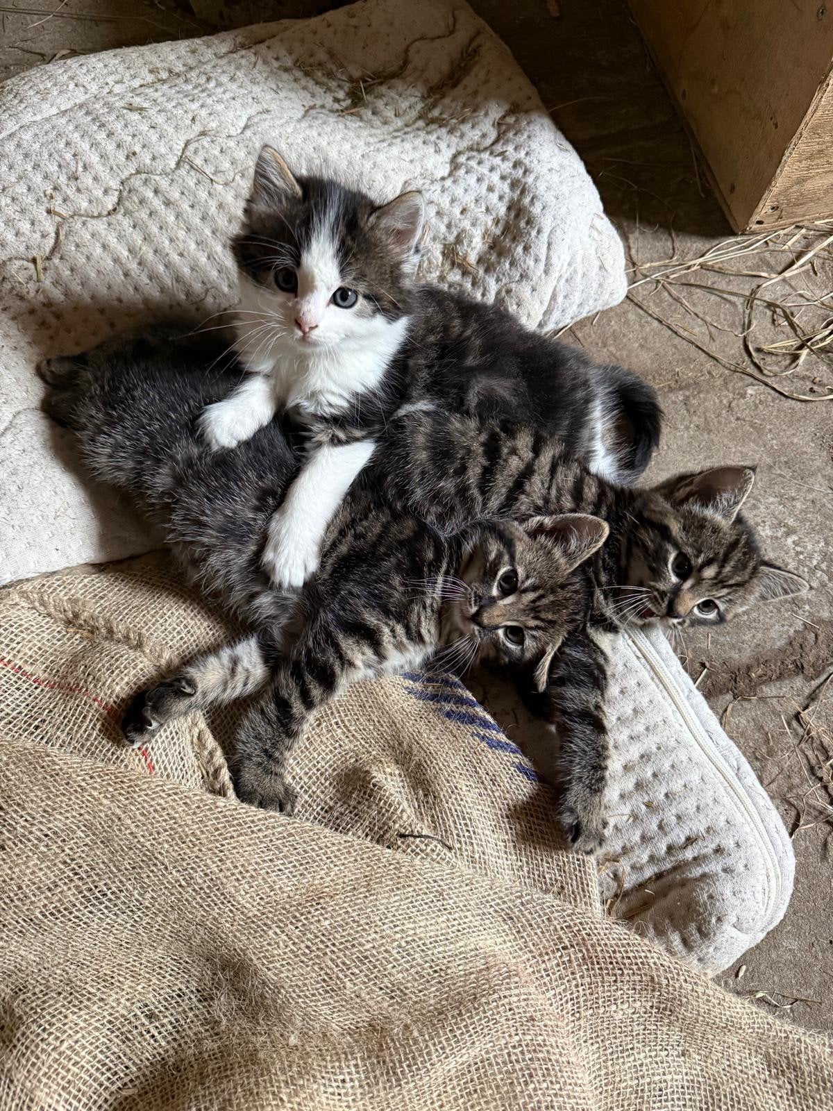3 kittens te koop jonge kat katjes kater, Dieren en Toebehoren, Katten en Kittens | Overige Katten, Meerdere dieren