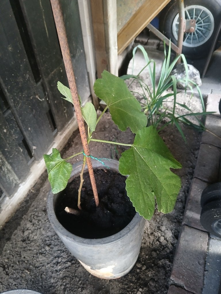 Fruit planten, Minder dan 100 cm, Volle zon, Ophalen of Verzenden, Vijgenboom