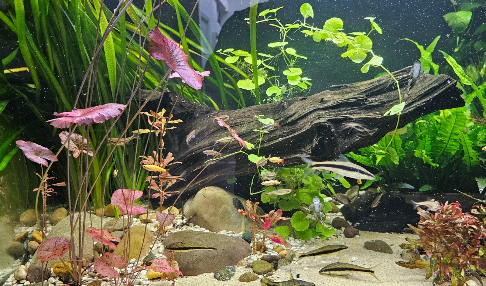 Hydrocotyle Leucocephala, Braziliaanse Klimop/Pennywort, Ophalen