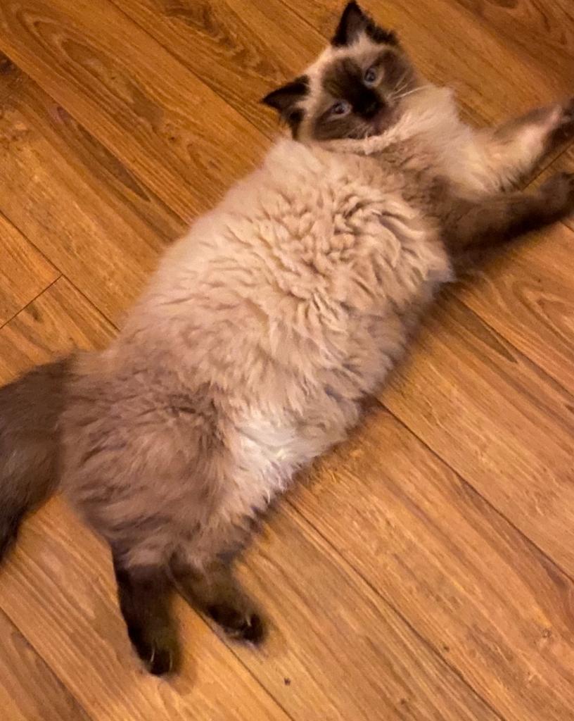 Ragdoll poes, Dieren en Toebehoren, Poes, Ingeënt
