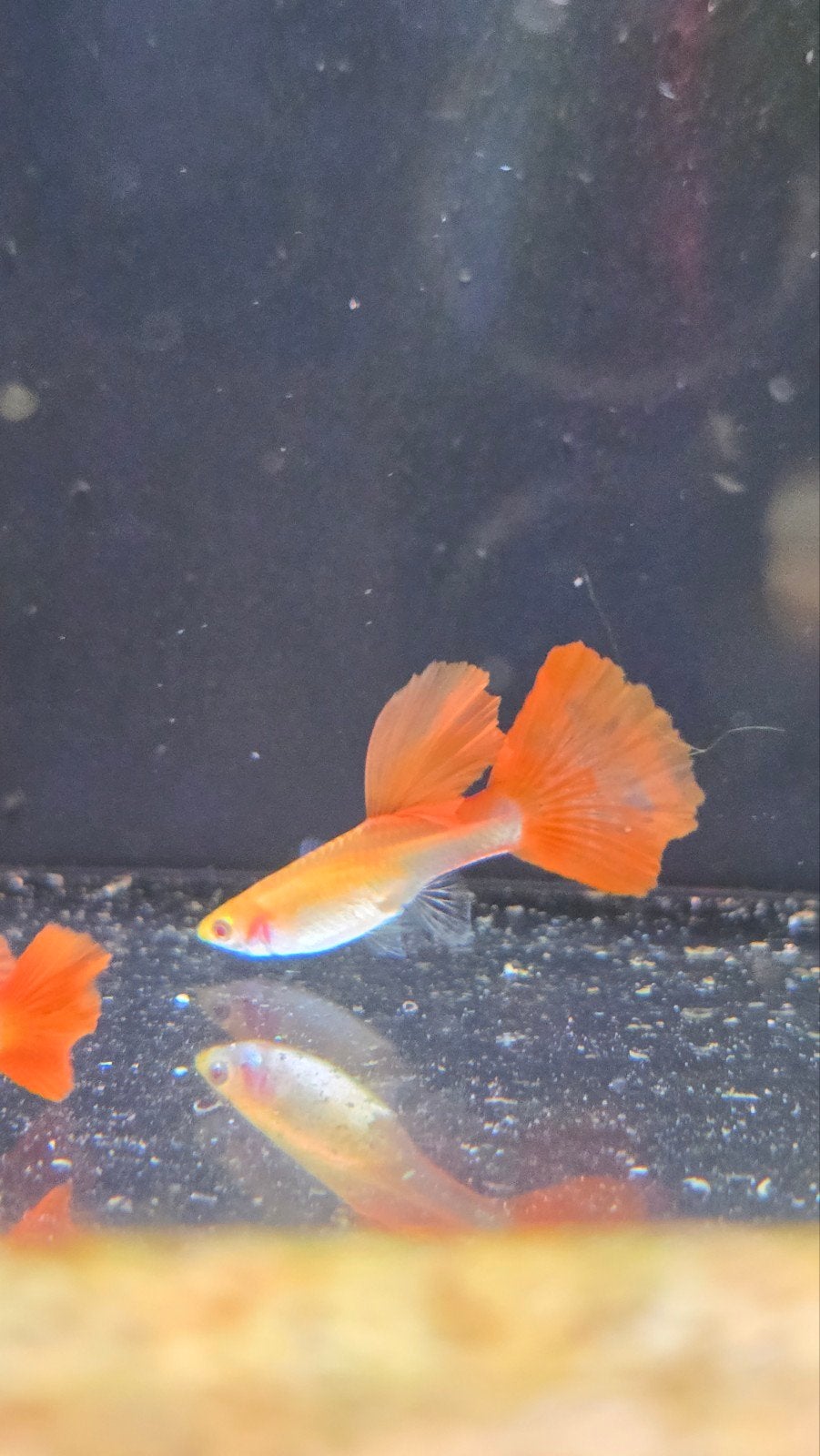 albino full red guppy vrouw, Vis