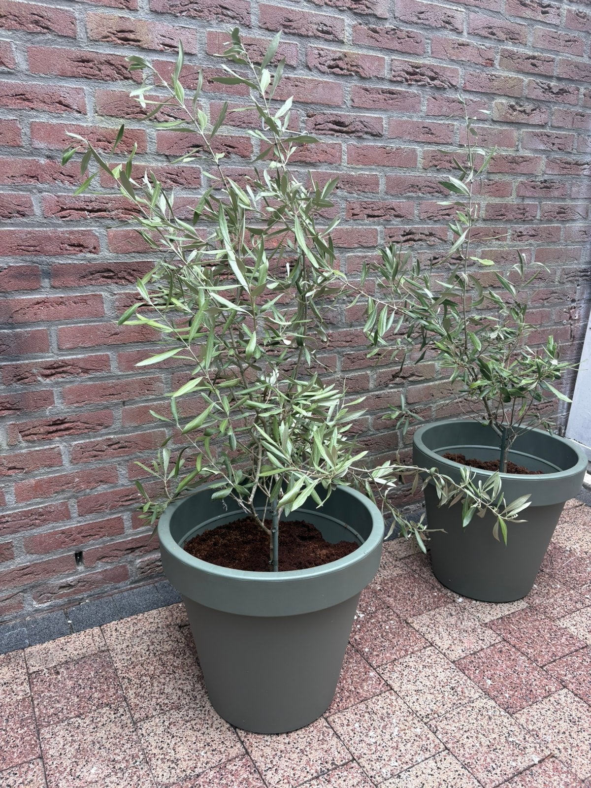 Olijfboom, Tuin en Terras, Ophalen of Verzenden, Overige soorten, Minder dan 100 cm