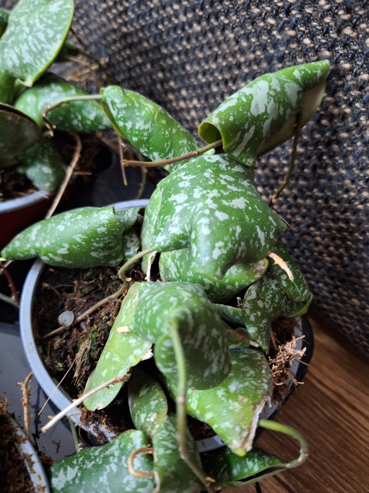 hoya imbricata, Huis en Inrichting, Ophalen of Verzenden, Halfschaduw, Minder dan 100 cm