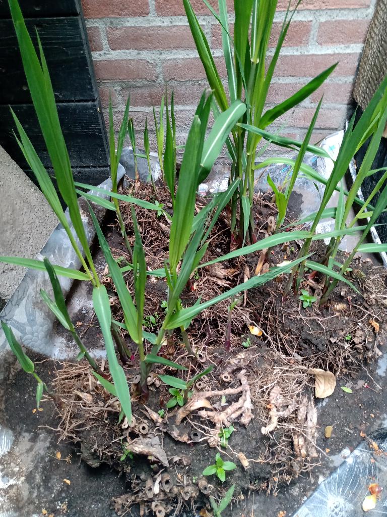 Pampasgras, Tuin en Terras, Ophalen, Herfst, Siergrassen, Halfschaduw