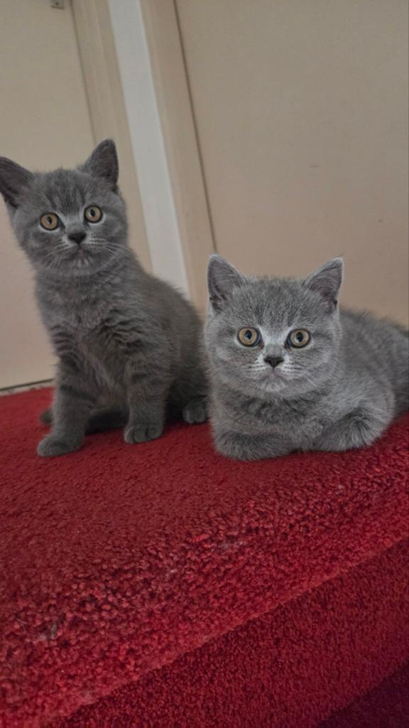 Britse Korthaar kitten 

Schattige en gezonde kitten