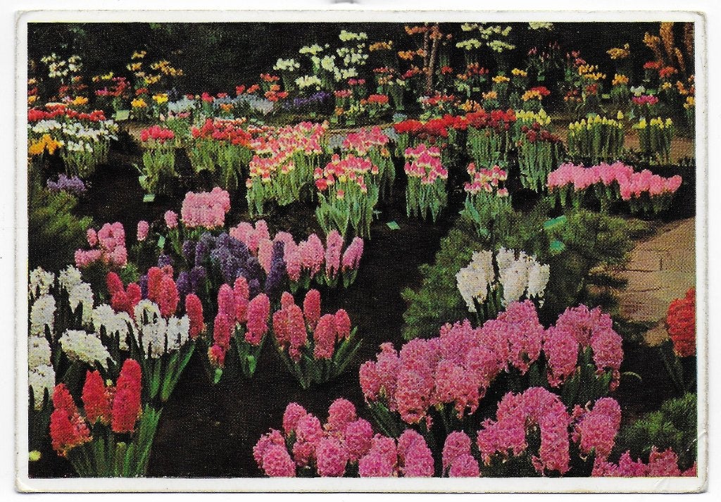 Bloemenpracht Gelopen Ansichtkaart (B5889 ) uit 1960, Ophalen of Verzenden, Voor 1920, Gelopen