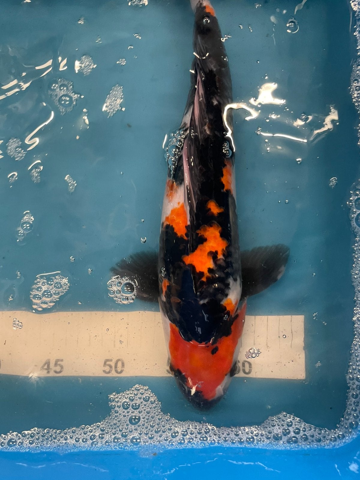 Showa van 35 cm, Karper of Koi