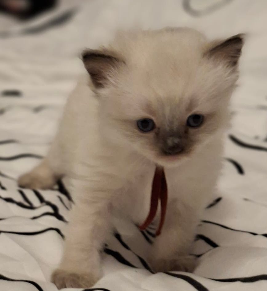 Ragdoll kittens, Dieren en Toebehoren, Meerdere dieren, Gechipt, 0 tot 2 jaar