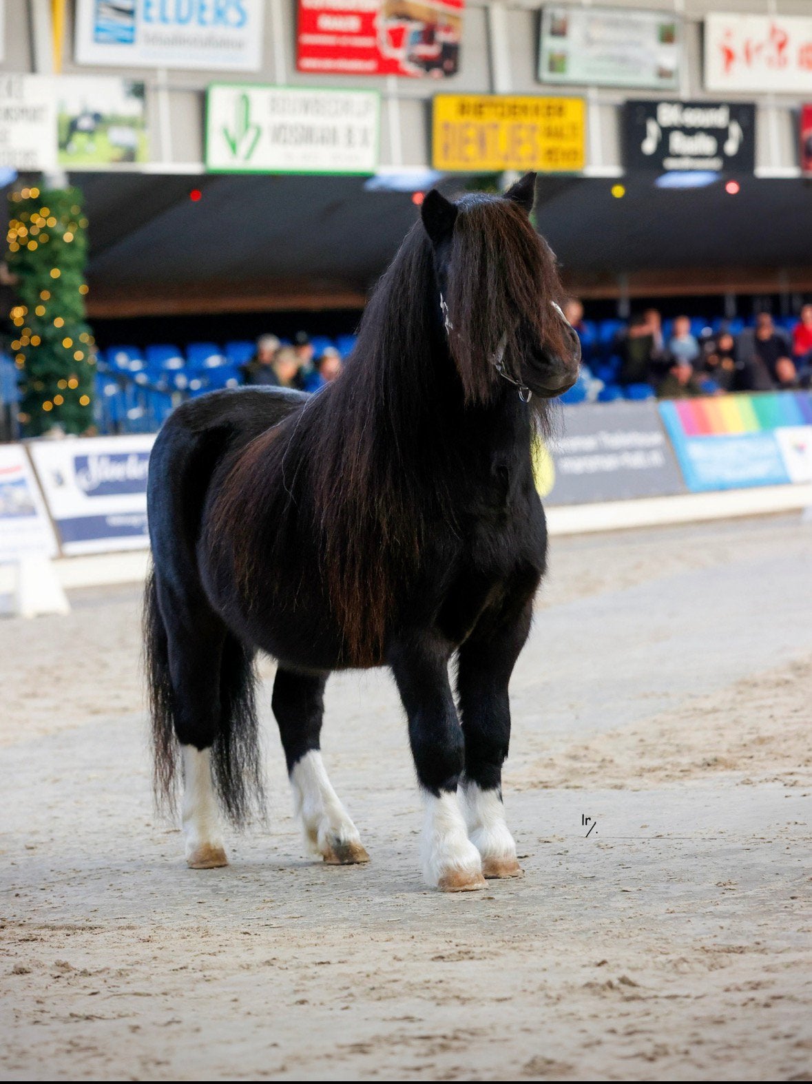NSPS bonte stamboek hengst  92 cm . Ook merries en jeugd!, Met stamboom, Niet van toepassing, Hengst, A pony (tot 1.17m)