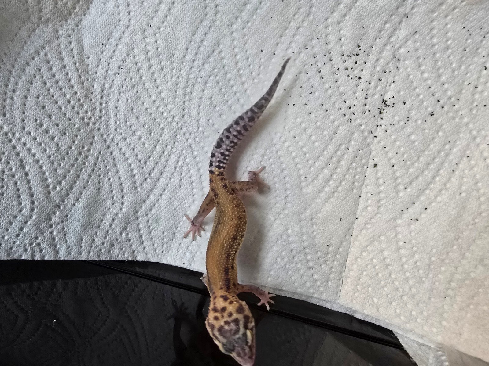 Diversen jonge luipaardgekko's in prachtige kleuren Leopard Gecko photo 13