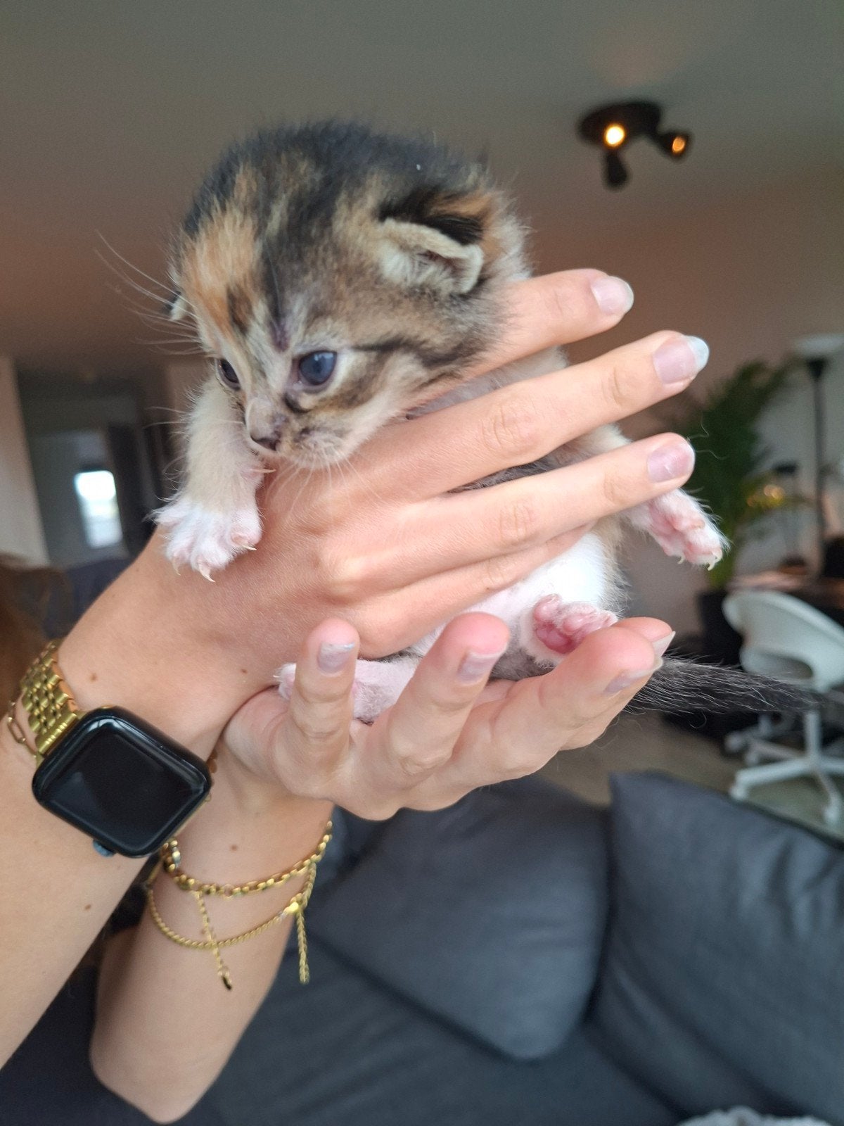 2 lieve kittens, gekleurd en rood, zoeken nieuw thuis, Dieren en Toebehoren, Katten en Kittens | Overige Katten, Meerdere dieren