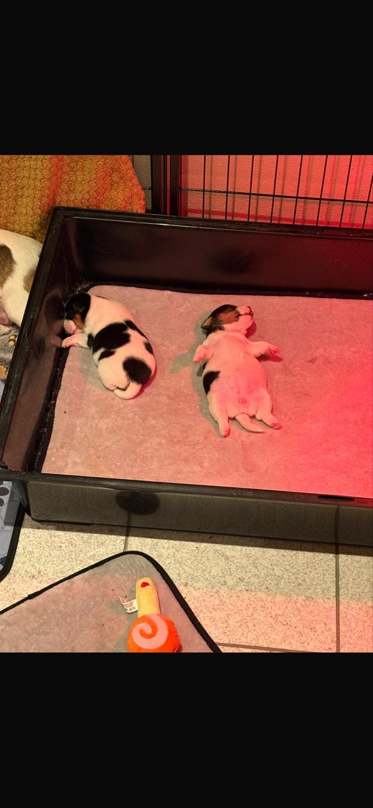 Jack Russel pups, Parvo, Jack Russell Terriër, 8 tot 15 weken, Meerdere