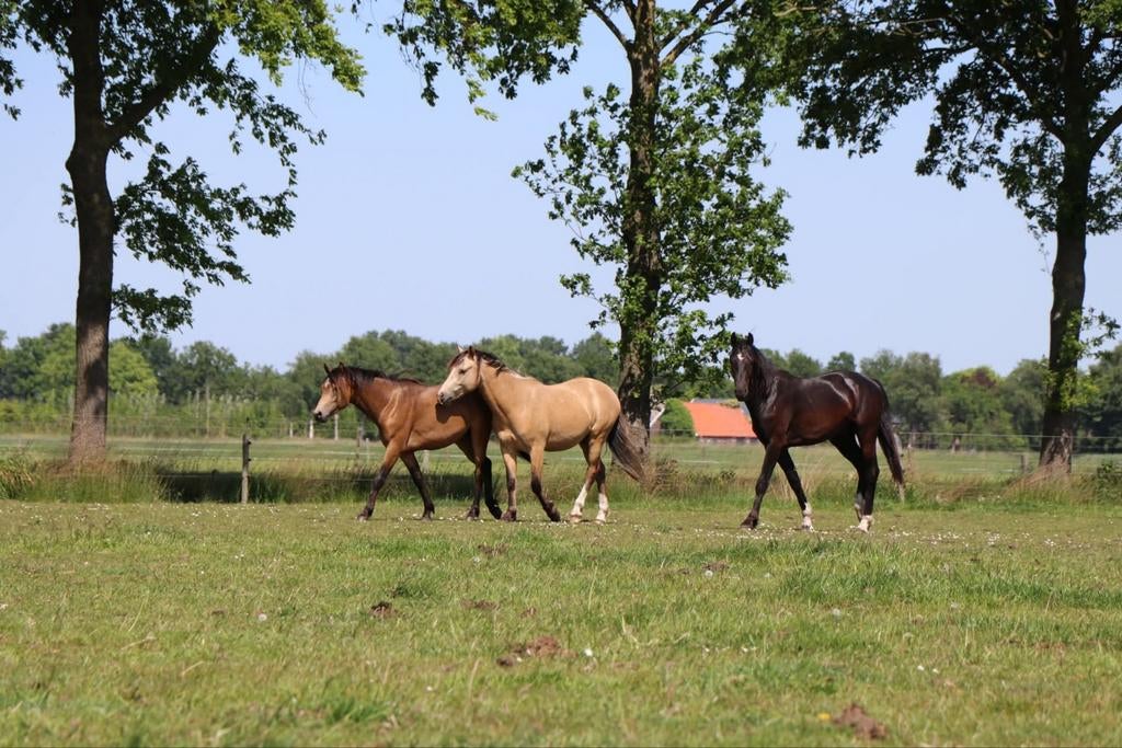 Opfokplek aangeboden hengsten (geboren 2026) vanaf najaar, Dieren en Toebehoren, Stalling en Weidegang, Weidegang