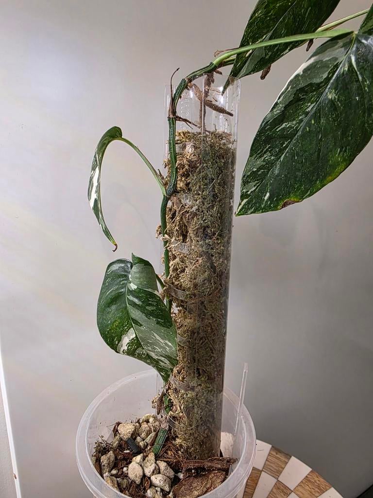 Epipremnum Cebu Blue Marble met mospaal, Huis en Inrichting, Kamerplanten, Ophalen of Verzenden, Halfschaduw, Minder dan 100 cm