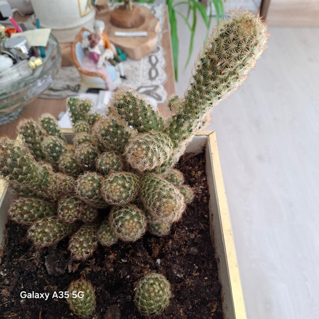Mammillaria Elongata Cactus - Kamerplant, Tuin en Terras, Overige soorten, Volle zon, Vaste plant, Ophalen of Verzenden