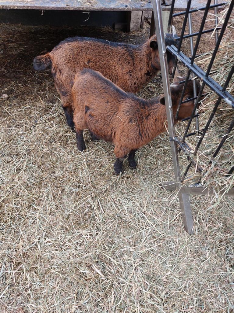 Te koop, Dieren en Toebehoren, Schapen, Geiten en Varkens, Mannelijk, Geit