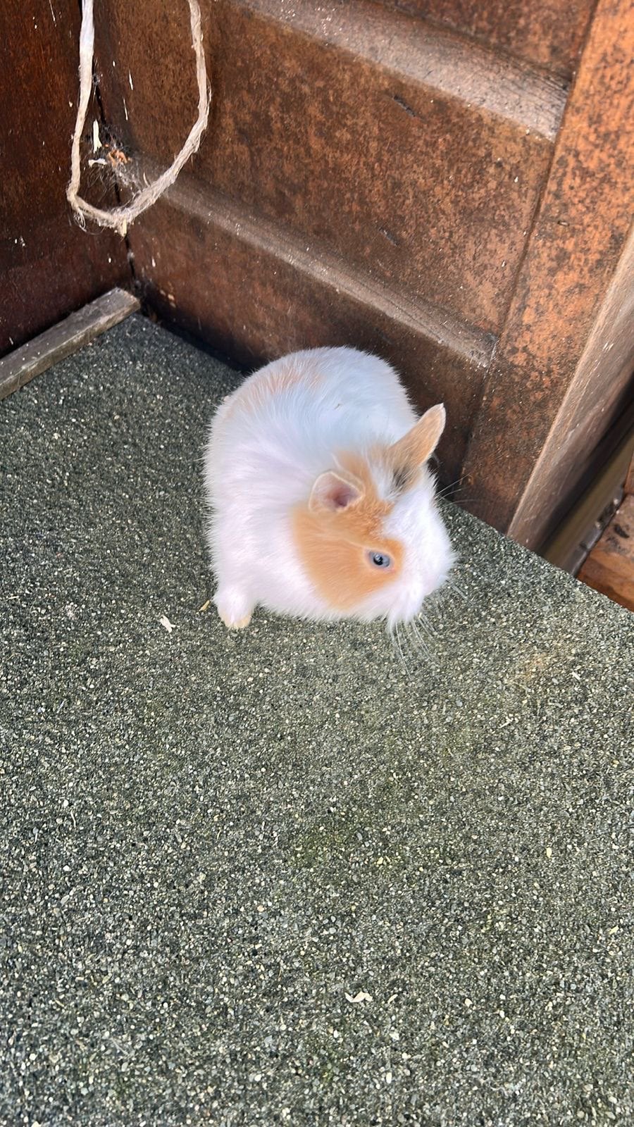Kindvriendelijke dwergjes, leeuwenkopjes, fluffies+vosjes, Meerdere dieren, Dwerg, 0 tot 2 jaar