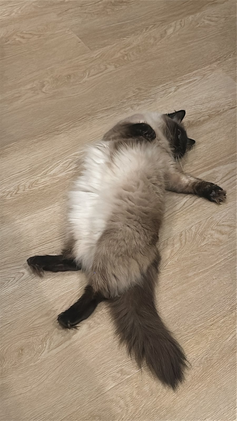 Onwijs lieve ragdoll poes, Dieren en Toebehoren, Katten en Kittens | Raskatten | Langhaar, Poes, Met stamboom, 3 tot 5 jaar