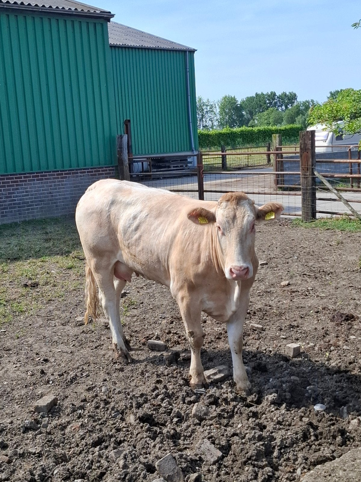 koe blonde aquitaine, Vrouwelijk, 3 tot 6 jaar