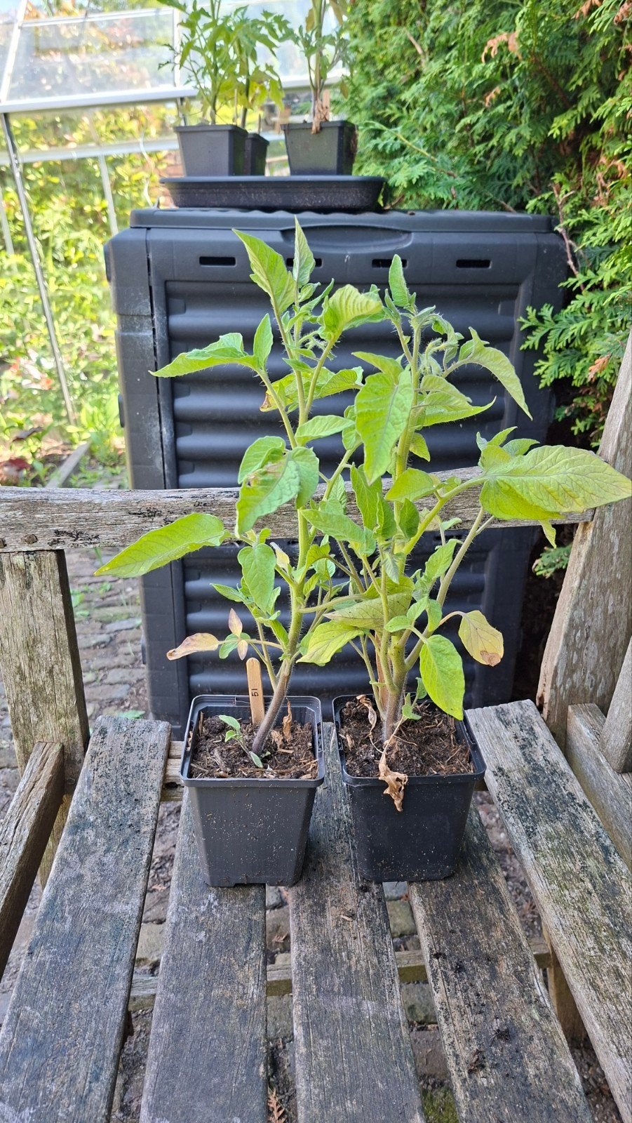 Tomatenplant Yellow perfection (Heirloom), Tuin en Terras, Planten | Tuinplanten, Ophalen, Eenjarig, Overige soorten, Volle zon
