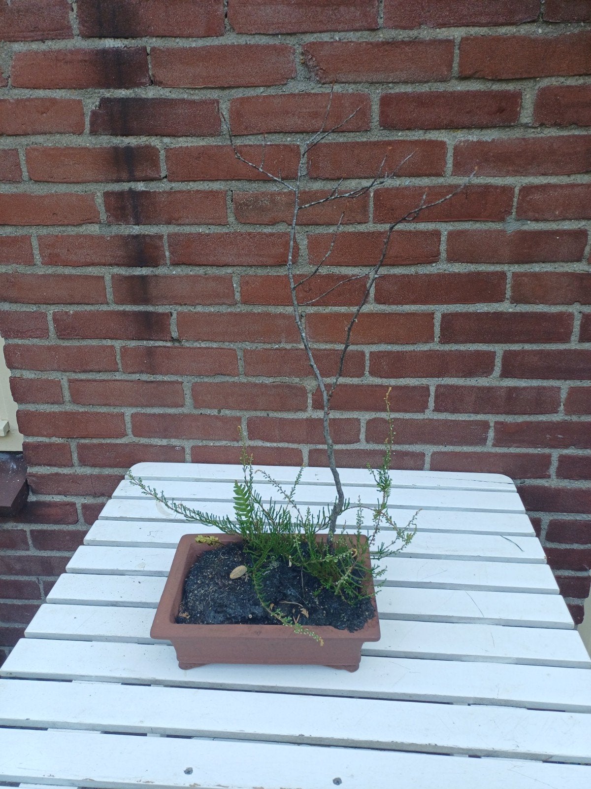 Krentenboom 8 jaar oud, in pot, Ophalen