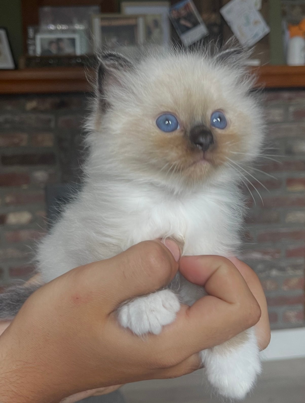 Kitten Ragdoll kater, Dieren en Toebehoren, Kater, Ontwormd