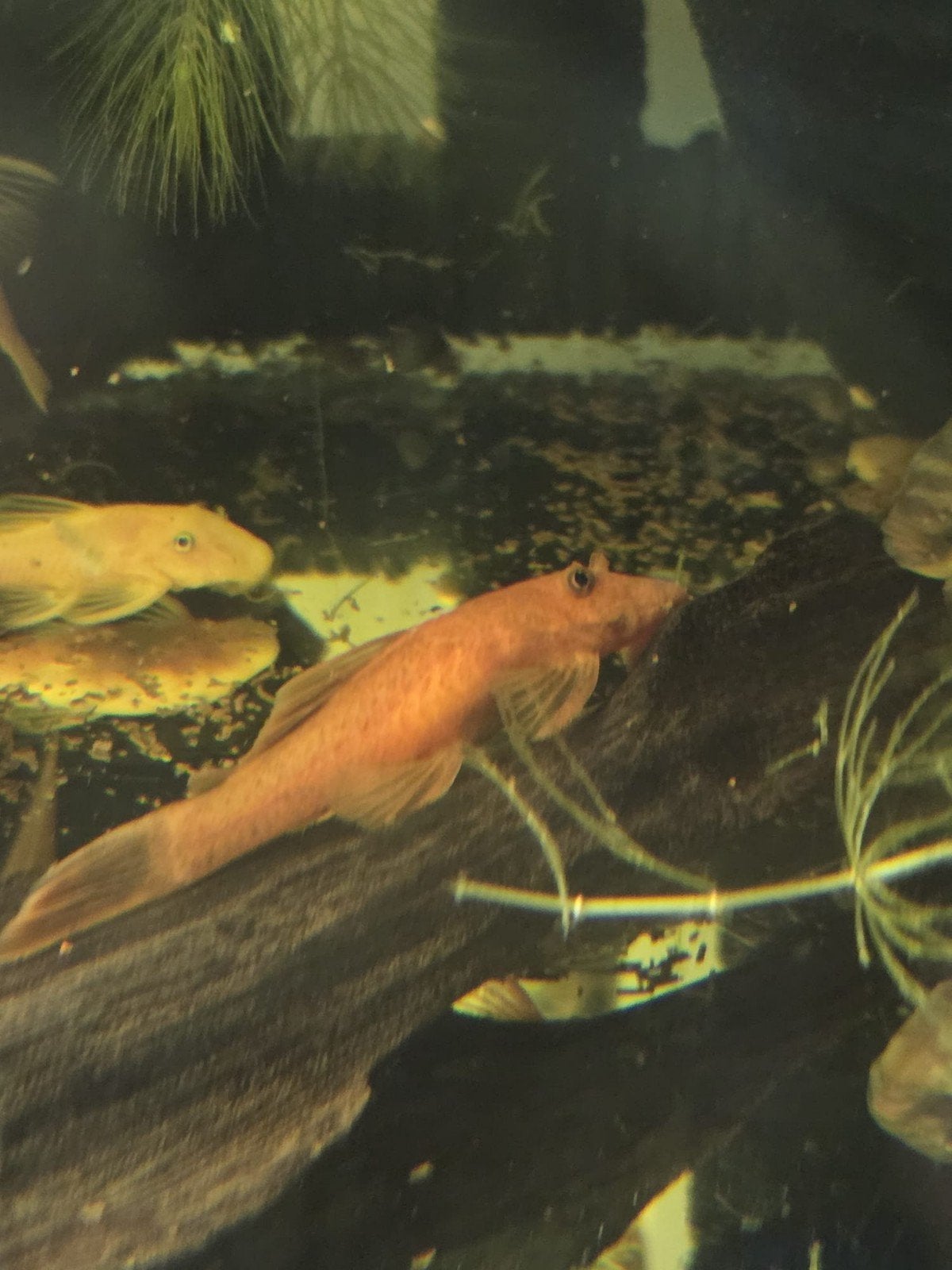 Ancistrus dirty red, Vis