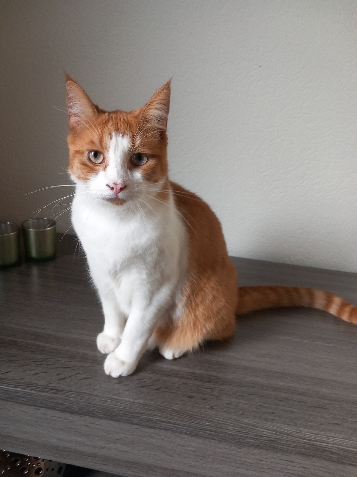 kater, Dieren en Toebehoren, Kater