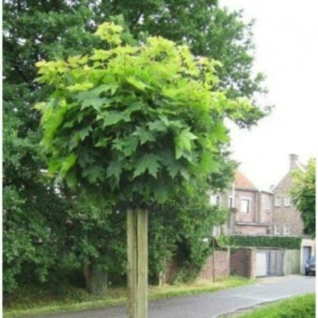 Acers op stam, 100 tot 250 cm, Zomer, Ophalen, Volle zon