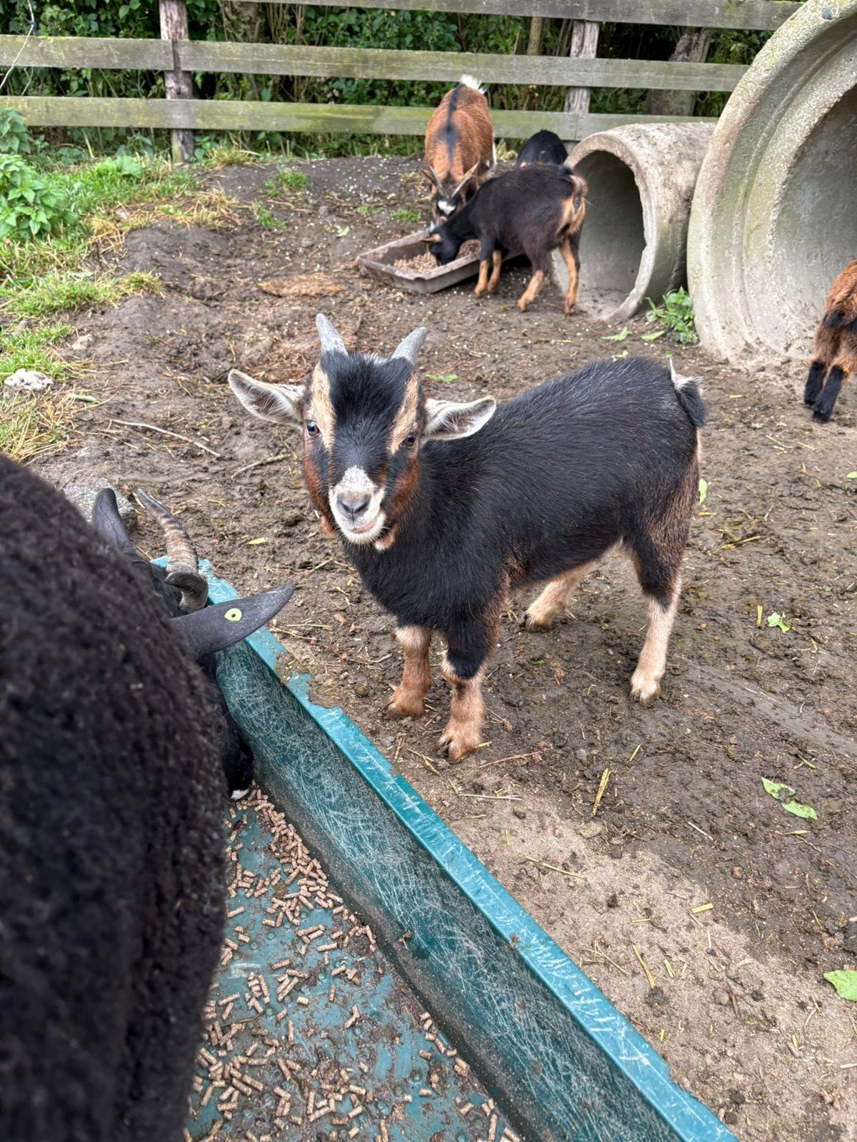 Dwerggeit bok huren, Dieren en Toebehoren, Schapen, Geiten en Varkens, Mannelijk, Geit, 0 tot 2 jaar