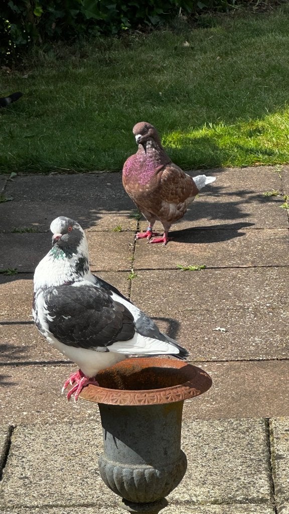 Koppeltje kingduiven (niet geschikt voor de fok), Dieren en Toebehoren, Meerdere dieren, Kip