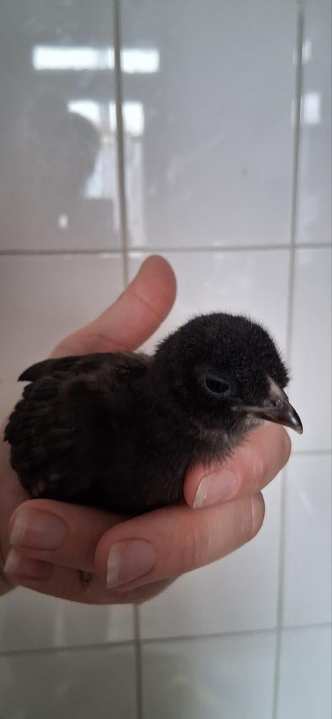 Kleurlegger hennetjes, Dieren en Toebehoren, Pluimvee, Kip, Vrouwelijk