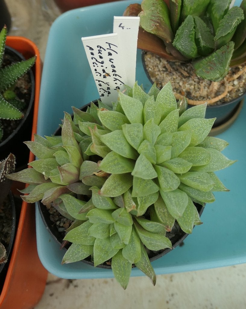 Cactussen en vetplanten: haworthia’s juweeltjes der natuur, Ophalen of Verzenden, In pot, Halfschaduw, Minder dan 100 cm