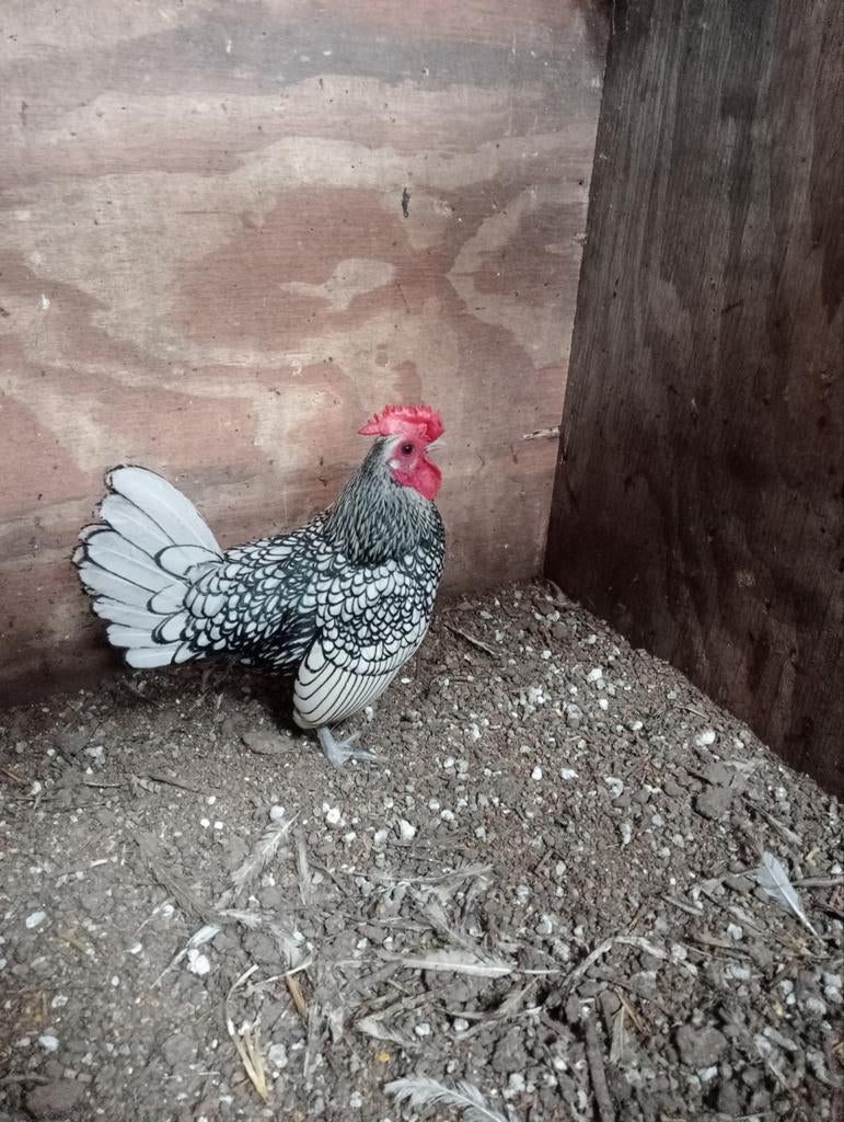 Sebright haan, Zwart/zilver gezoomd, Dieren en Toebehoren, Pluimvee, Mannelijk, Kip