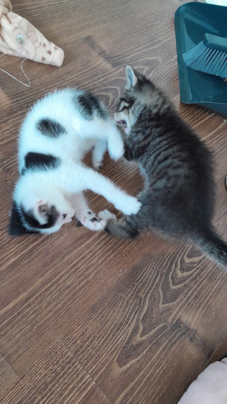 Kittens te koop ! Ontplooid en ontvlooid., Dieren en Toebehoren, Katten en Kittens | Overige Katten, Meerdere dieren
