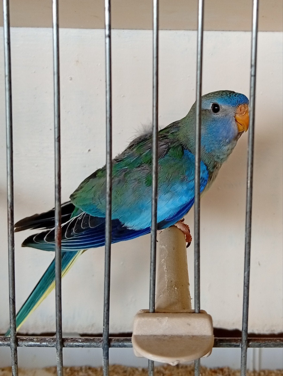 Aqua violet Splendid 26, Geslacht onbekend, Parkiet, Geringd