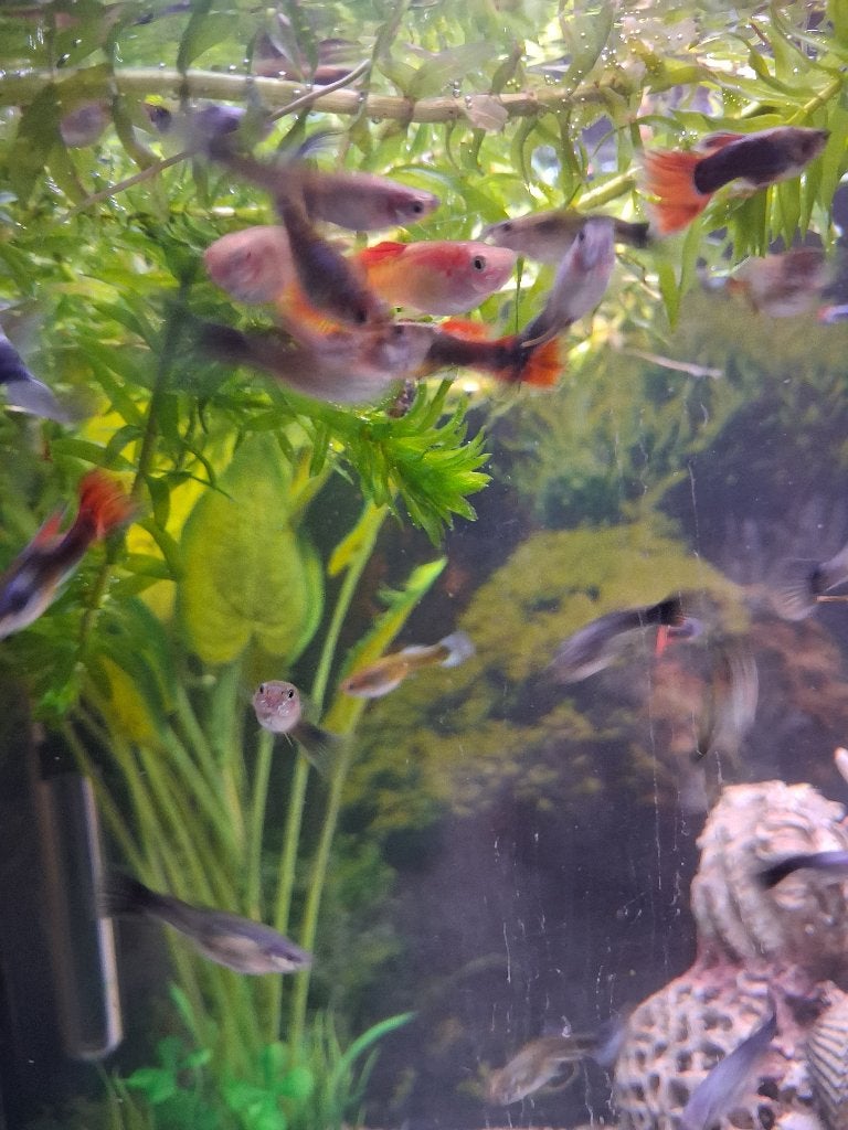 Jonge guppies, Dieren en Toebehoren, Vissen | Aquariumvissen, Vis, Zoetwatervis, Schoolvis